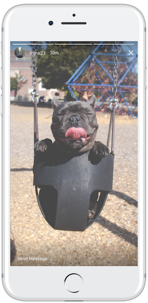 An Instagram Story of an happy dog in a swing.
